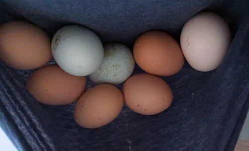 Eggs from our chickens on Morning Dew Homestead