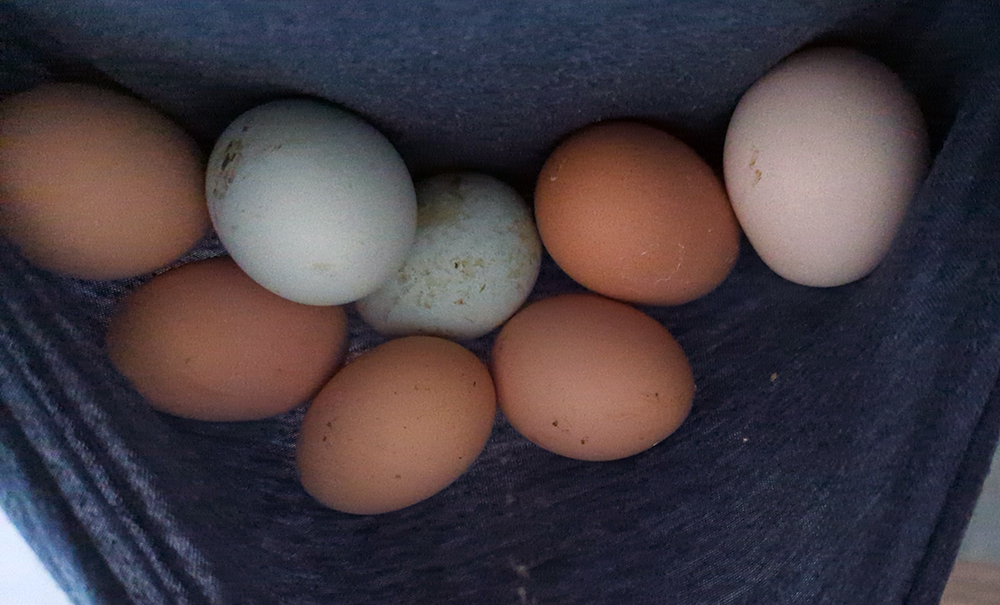 Eggs from our chickens on Morning Dew Homestead