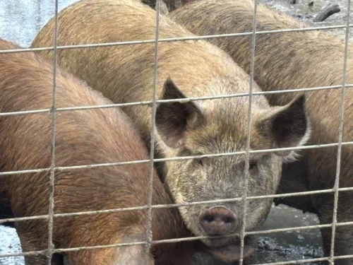 Farm-raised hogs at Morning Dew Homestead in Hancock County, Mississippi