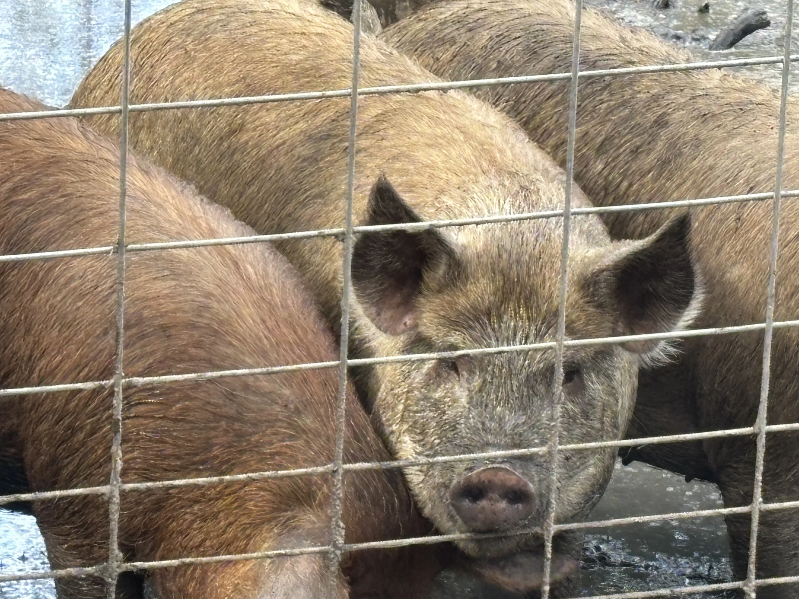 Farm-raised hogs at Morning Dew Homestead in Hancock County, Mississippi